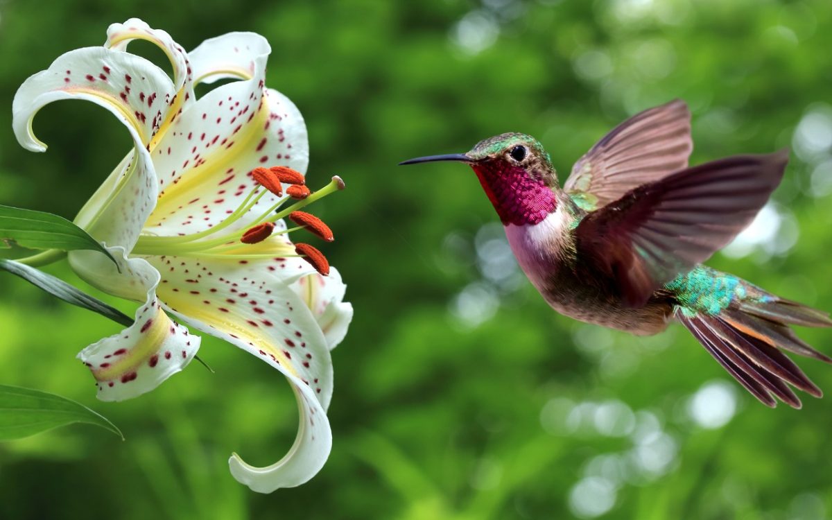 a multi-colored hummingbird flying up to a honey suckle taken with an iphone